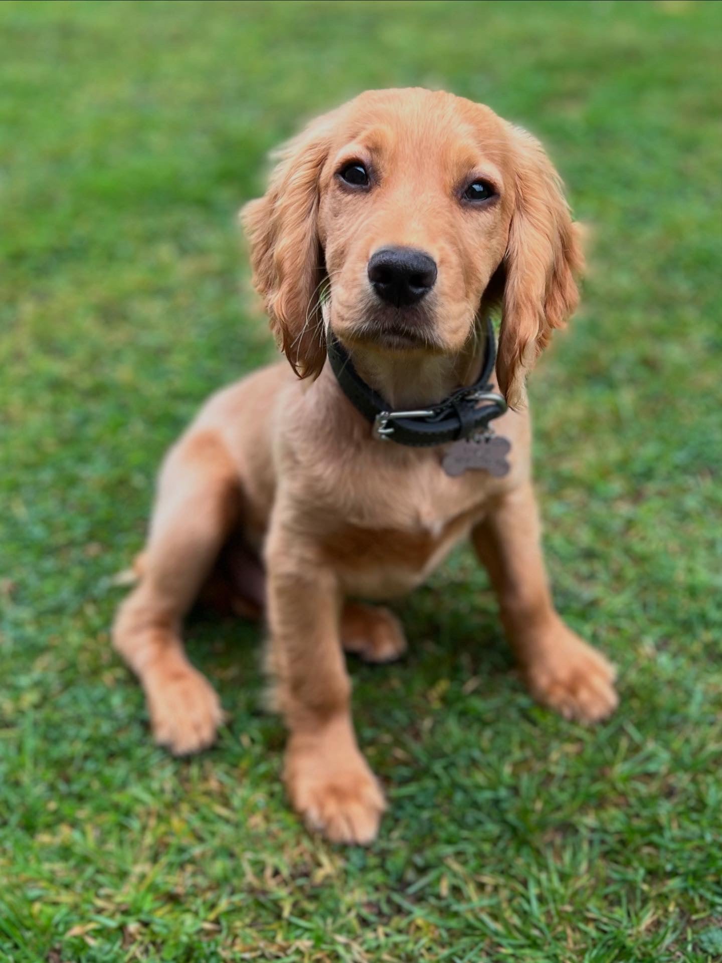 Dogs enjoying countryside walks near Congleton