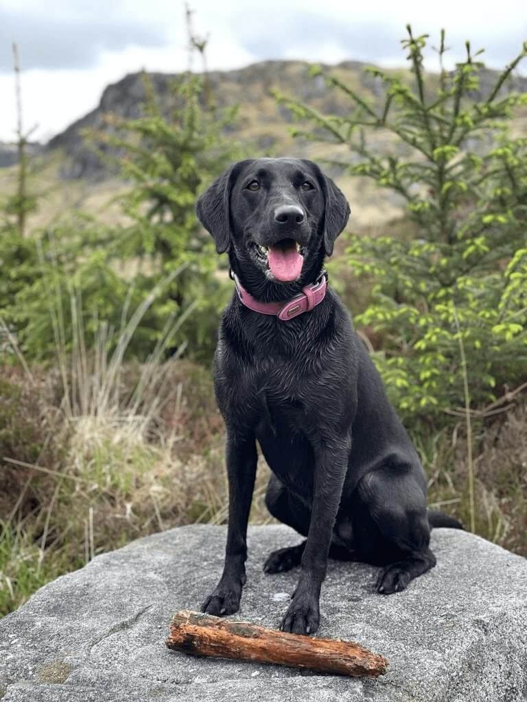 A happy dog at Katie's K9s dog boarding in Congleton