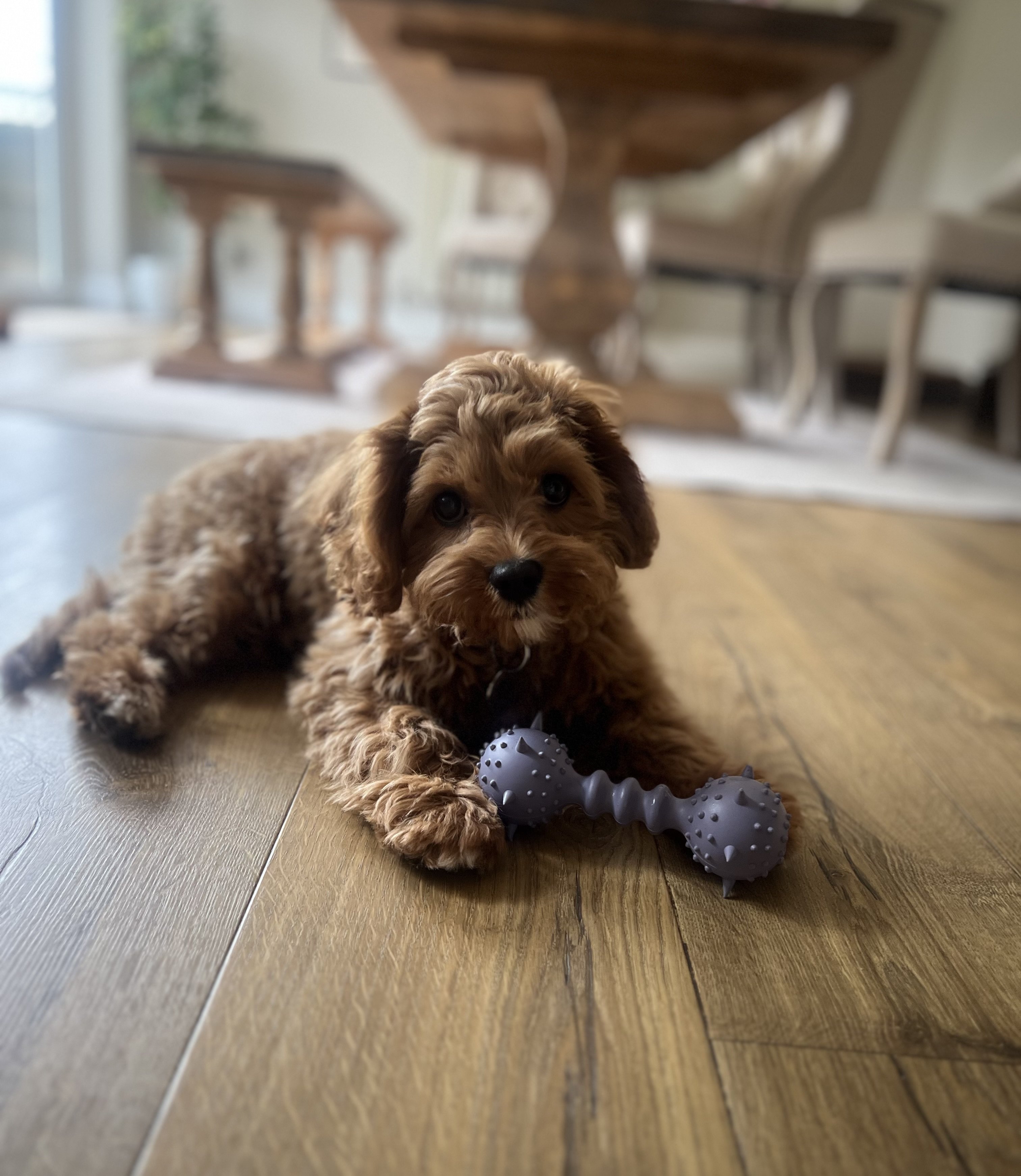 Puppy playing with toy at Katie's K9s Congleton